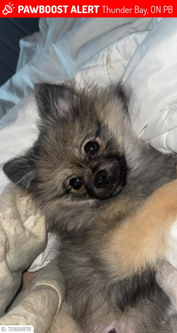 Lost Male Dog last seen Tim’s on valley. , Thunder Bay, ON P7B