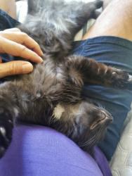 Reunited Female Cat last seen Ste-Catherine est Maisonneuve, Montréal, QC H2K 2J3
