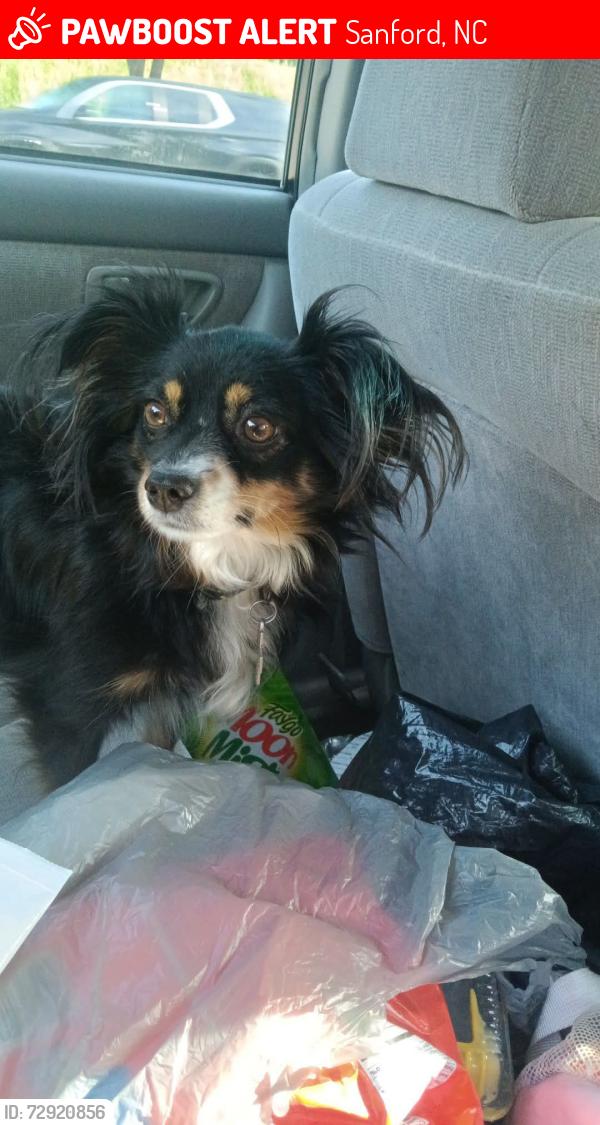 Lost Female Dog last seen Lees chaple, Sanford, NC 27330