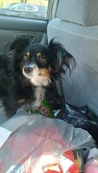 Lost Female Dog last seen Lees chaple, Sanford, NC 27330