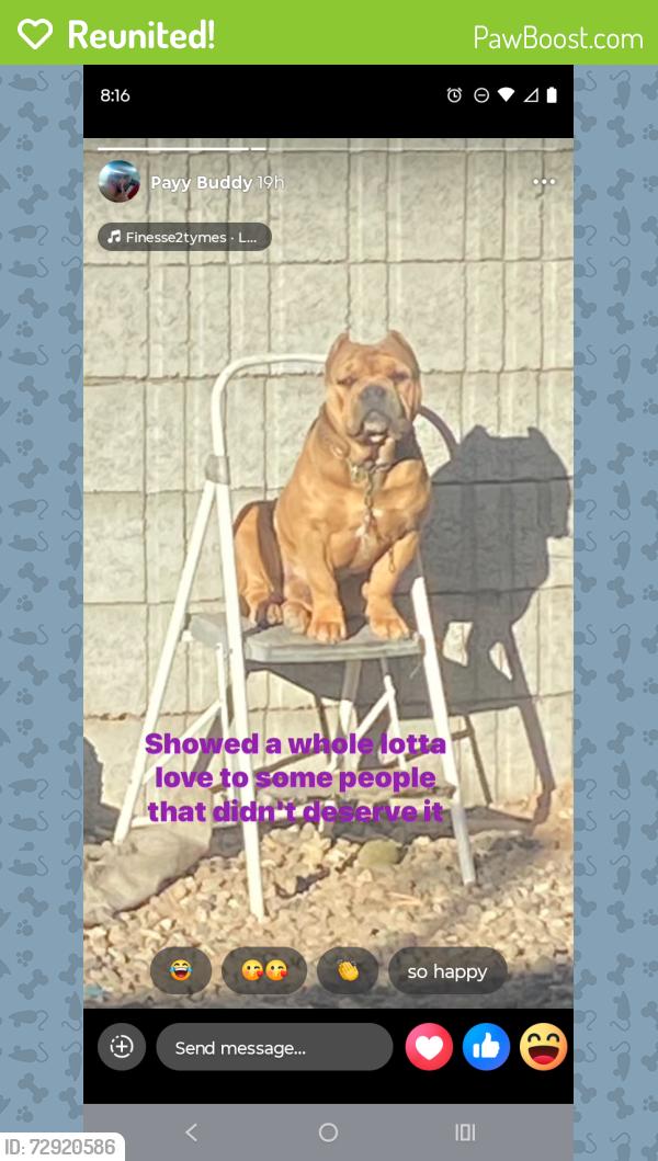 Reunited Male Dog last seen Lake mead and jones , Las Vegas, NV 89108