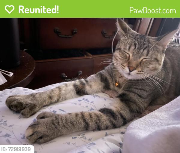 Reunited Female Cat last seen Mission village drive, San Diego, CA 92123