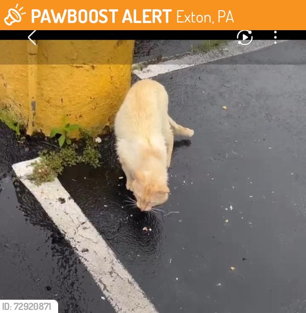 Found/Stray Unknown Cat last seen Exton hotel and conference center, Exton, PA 19341