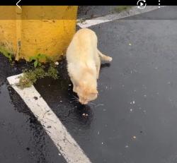 Found/Stray Unknown Cat last seen Exton hotel and conference center, Exton, PA 19341