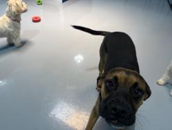 Reunited Female Dog last seen Thymewood apmts , Hialeah, FL 33015