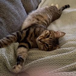Lost Male Cat last seen White Oak Veterinary Clinic , Fairview, TN 37062