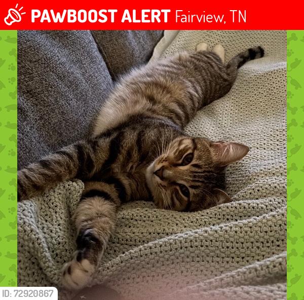 Lost Male Cat last seen White Oak Veterinary Clinic , Fairview, TN 37062