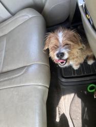 Reunited Male Dog last seen 68th Essington , Philadelphia, PA 19153