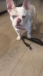 Lost Female Dog last seen West lane, Stockton, CA 95210