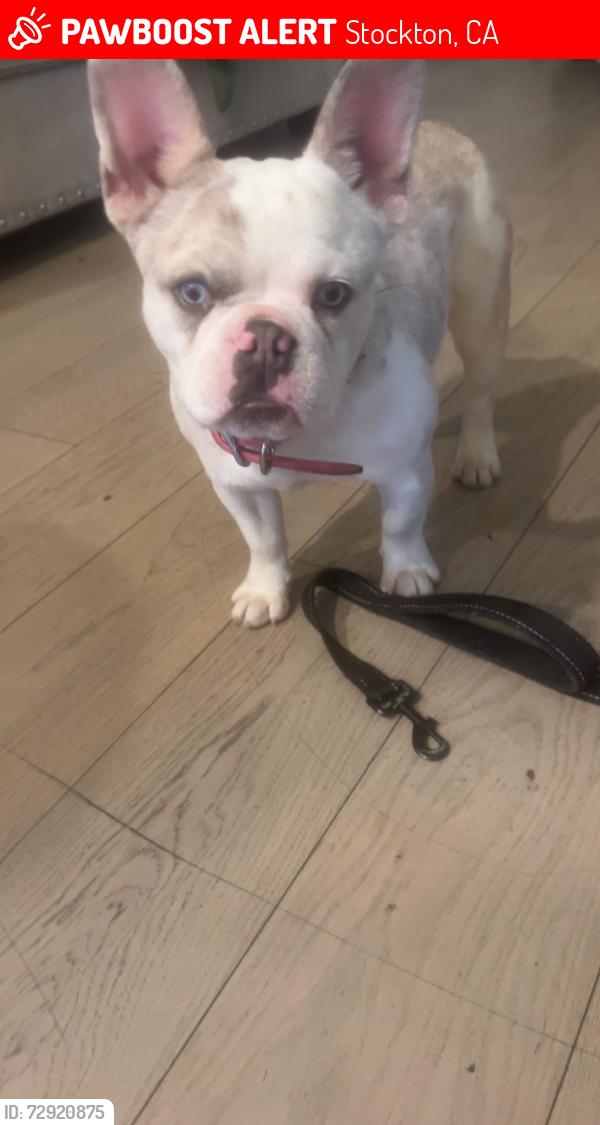 Lost Female Dog last seen West lane, Stockton, CA 95210