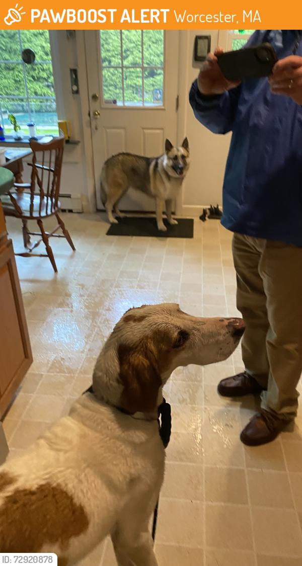 Found/Stray Unknown Dog last seen Flagg Street school , Worcester, MA 01602