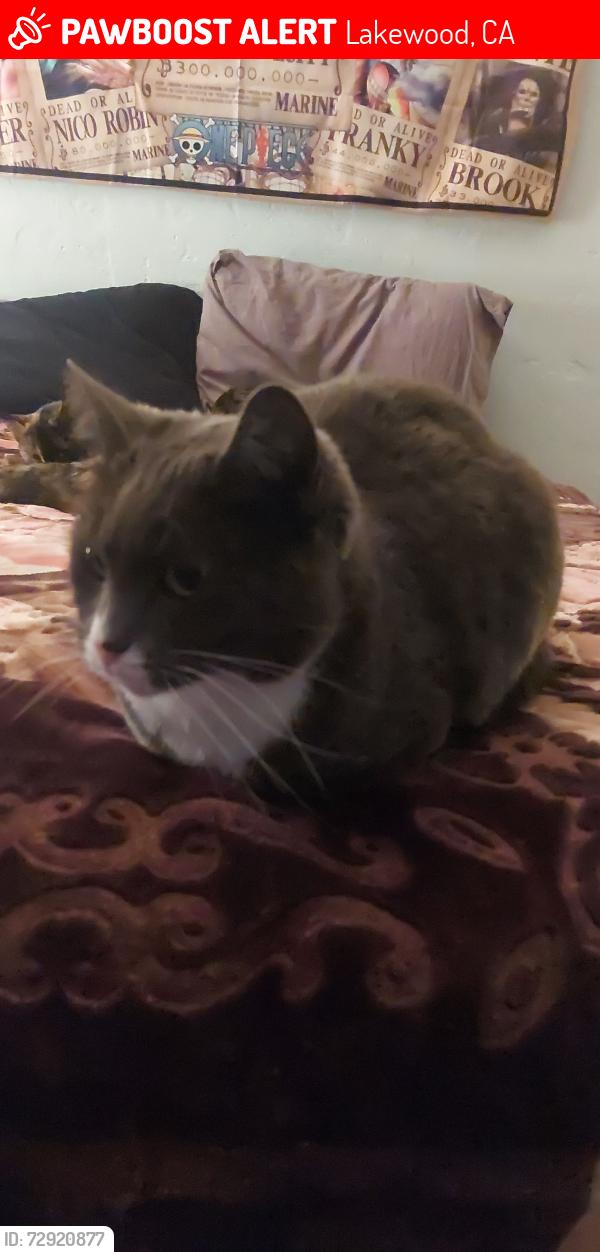 Lost Female Cat last seen Near Candlewood between Downey and Lakewood Blvd , Lakewood, CA 90712