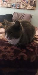 Lost Female Cat last seen Near Candlewood between Downey and Lakewood Blvd , Lakewood, CA 90712