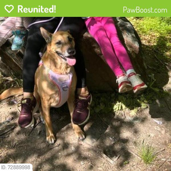 Reunited Female Dog last seen foxhall manor, Catonsville., Catonsville, MD 21228