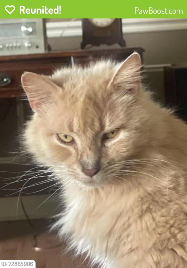 Reunited Male Cat last seen Valley and Timberbrook , Perrysburg, OH 43551