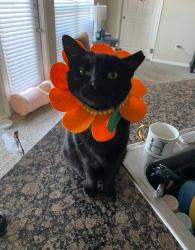 Lost Male Cat last seen canyon pass apmts  , San Antonio, TX 78260