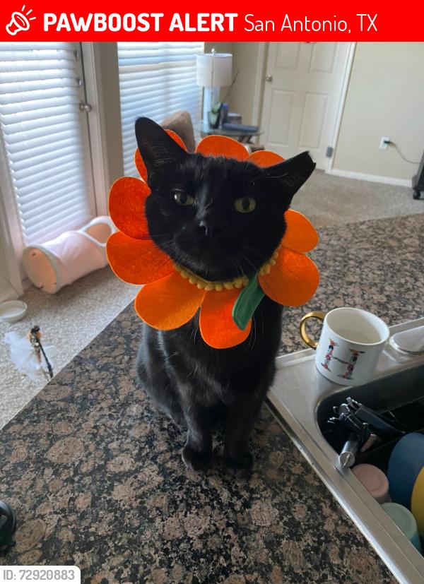 Lost Male Cat last seen canyon pass apmts  , San Antonio, TX 78260