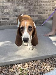 Reunited Female Dog last seen Kentucky Ave and S Quintero Court, Aurora, CO 80017