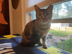 Reunited Female Cat last seen Hilldale and farnum Royal Oak, Royal Oak, MI 48067