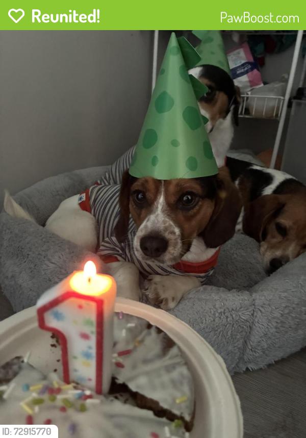 Reunited Male Dog last seen University station road 27705, Durham, NC 27705