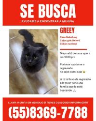 Lost Female Cat last seen Viveros del valle , Tlalnepantla, Méx. 