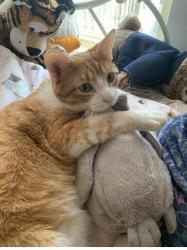 Reunited Male Cat last seen Lancaster ct and Armour Drive, Lake Bluff, IL 60044