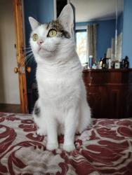 Reunited Female Cat last seen Boldon Colliery, UK, Boldon Colliery, England 