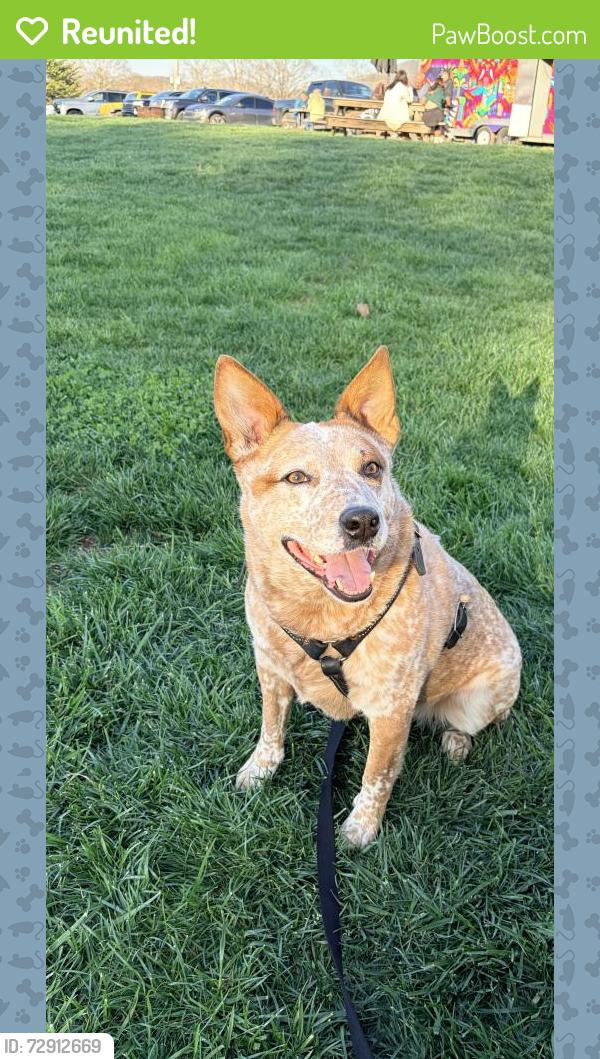 Reunited Male Dog last seen Jackson Lake Road and Woodstown Road, Jackson, GA 30233
