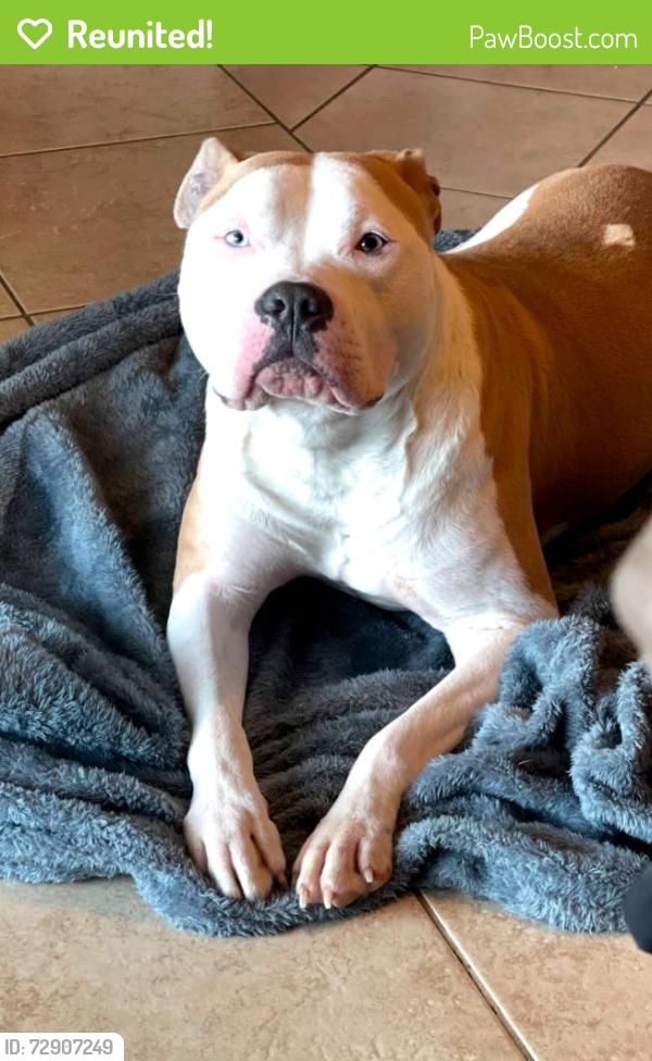 Reunited Female Dog last seen Near Grand Reserve Dr, Katy, TX 77494, Katy, TX 77494