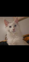 Lost Male Cat last seen Scenic and Pathfinder, Rockford, IL 61109