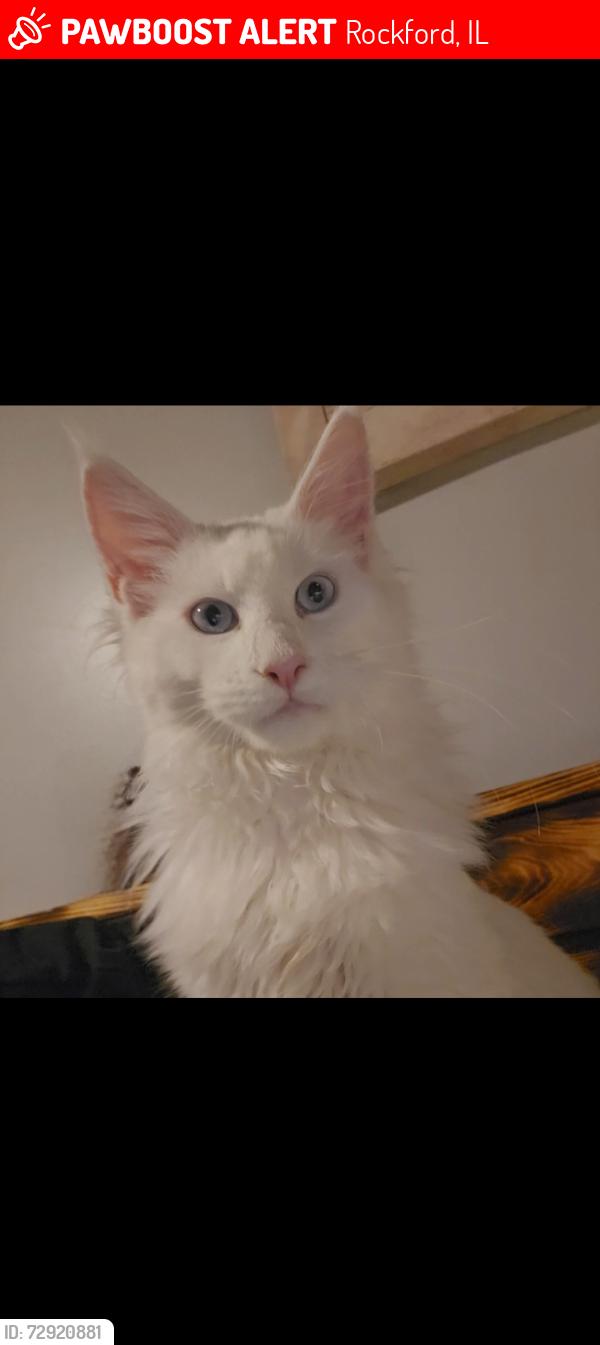 Lost Male Cat last seen Scenic and Pathfinder, Rockford, IL 61109