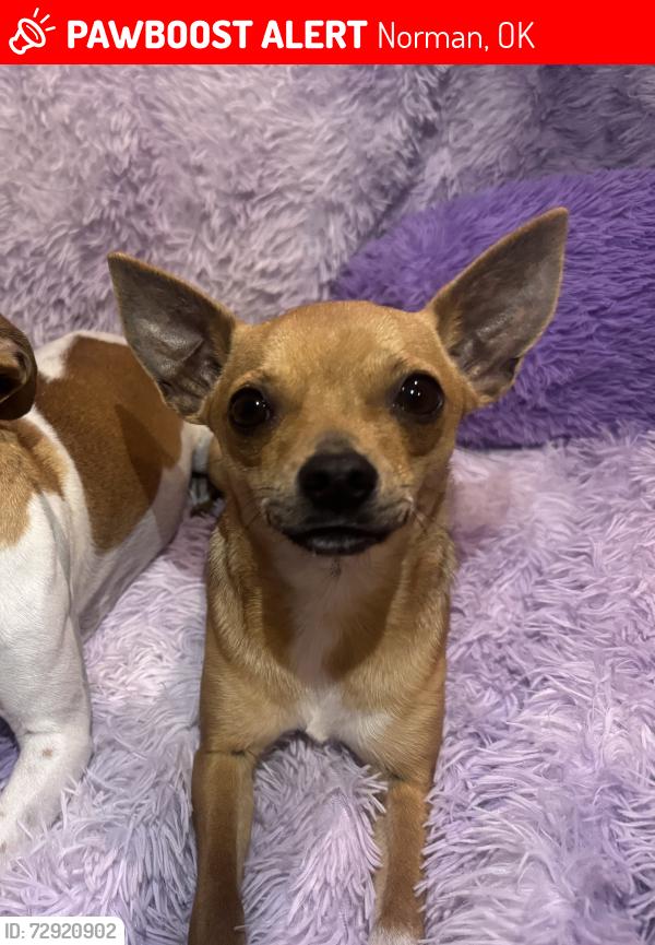Lost Male Dog last seen Trailwood drive, Norman, OK 73069