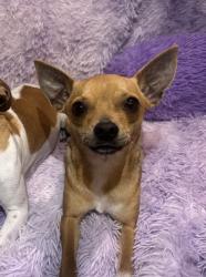 Lost Male Dog last seen Trailwood drive, Norman, OK 73069