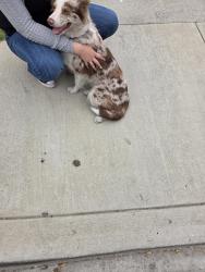 Reunited Female Dog last seen Heliotrope and 60th street, Maywood, CA 90270