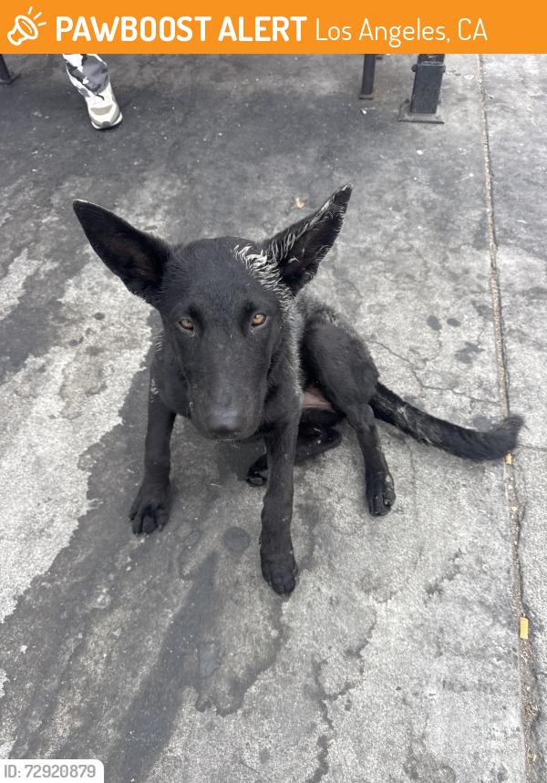 Found/Stray Female Dog last seen Florence and Vermont , Los Angeles, CA 90044