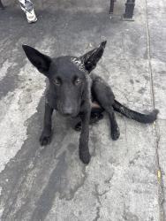 Found/Stray Female Dog last seen Florence and Vermont , Los Angeles, CA 90044