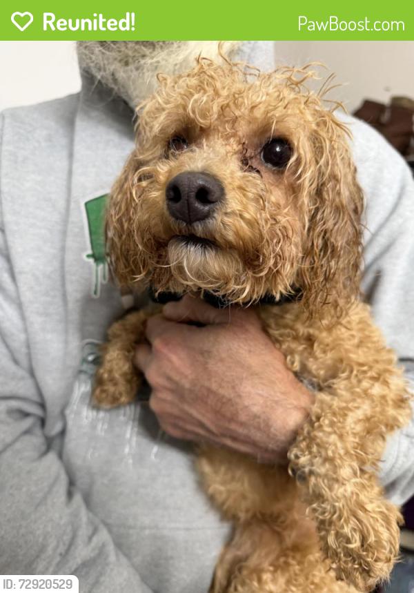 Reunited Male Dog last seen Knights Road and Street Road, Bensalem Township, PA 19020