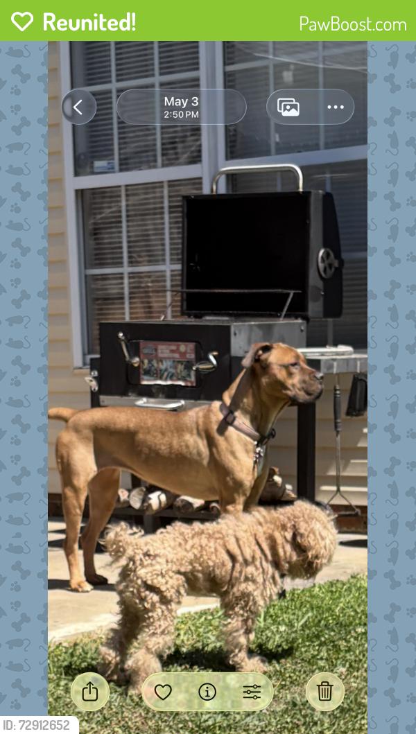 Reunited Male Dog last seen Akron, Winston-Salem, NC 27108