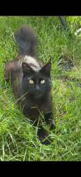 Lost Male Cat last seen Heaton moor, Greater Manchester, England SK4 3JX