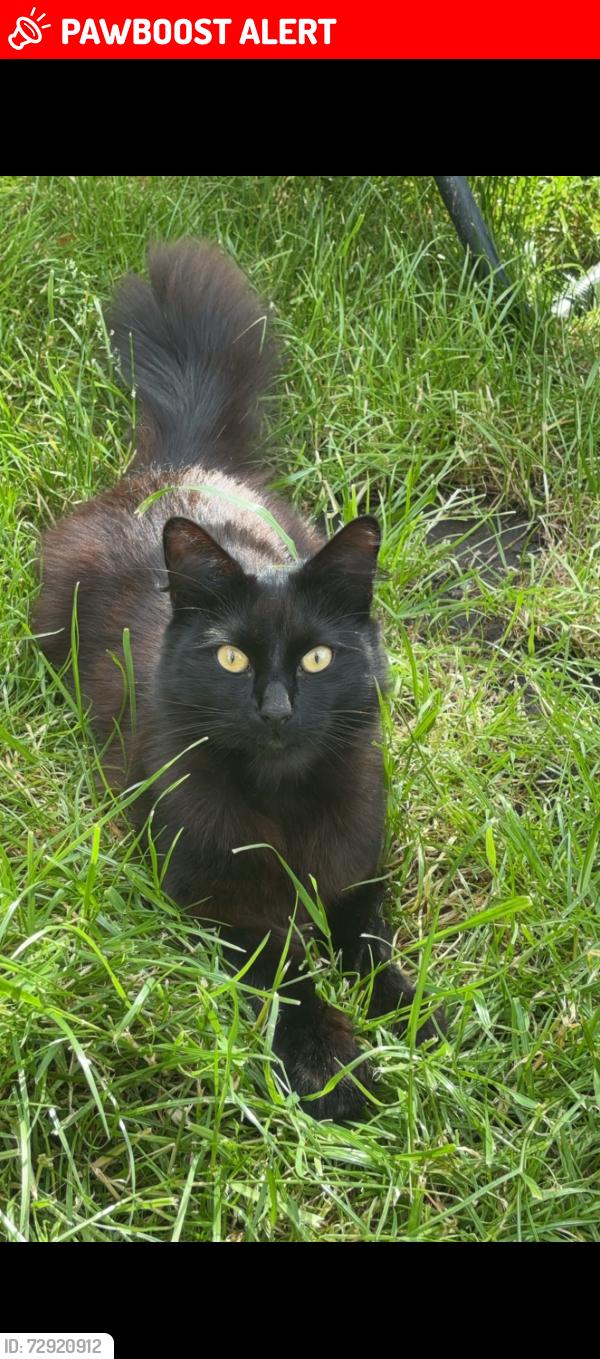 Lost Male Cat last seen Heaton moor, Greater Manchester, England SK4 3JX