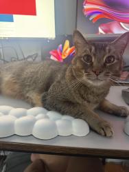 Lost Male Cat last seen 98th and Tower, Albuquerque, NM 87121