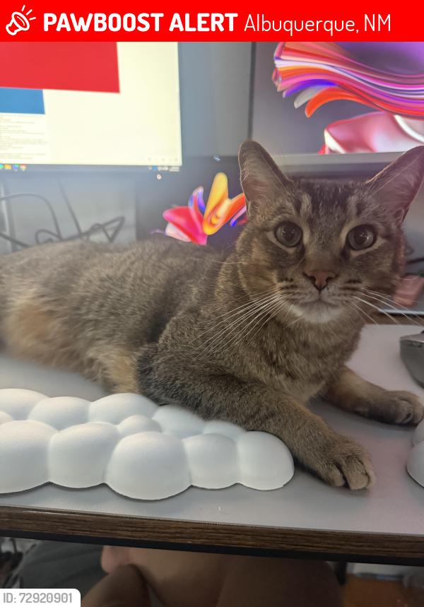 Lost Male Cat last seen 98th and Tower, Albuquerque, NM 87121