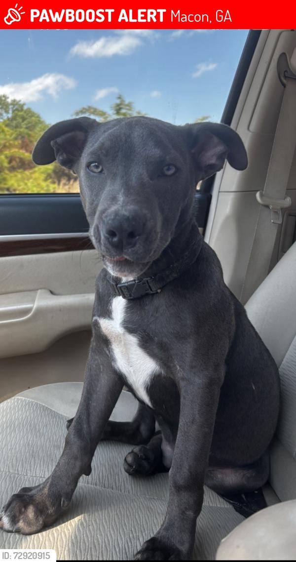 Lost Male Dog last seen Feagin road, Macon, GA 31216