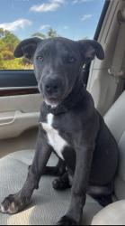 Lost Male Dog last seen Feagin road, Macon, GA 31216
