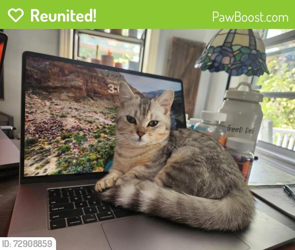 Reunited Female Cat last seen Near Main St. and East. Dunstable Intersection, Nashua, NH 03060