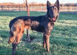 Reunited Female Dog last seen Steve’s and Channing , San Antonio, TX 78210