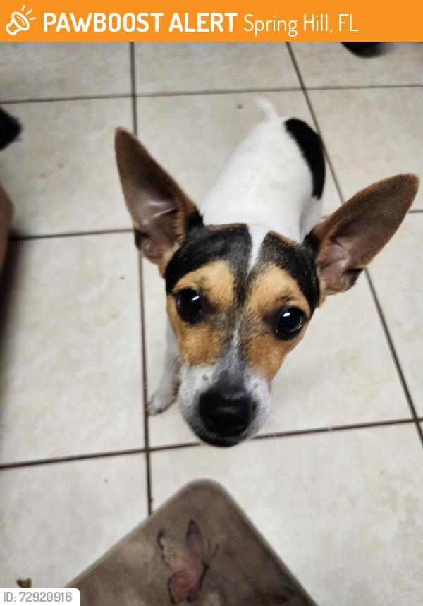 Found/Stray Male Dog last seen Near family dollar off of spring hill drive , Spring Hill, FL 34609