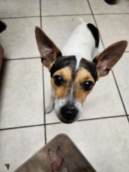 Found/Stray Male Dog last seen Near family dollar off of spring hill drive , Spring Hill, FL 34609