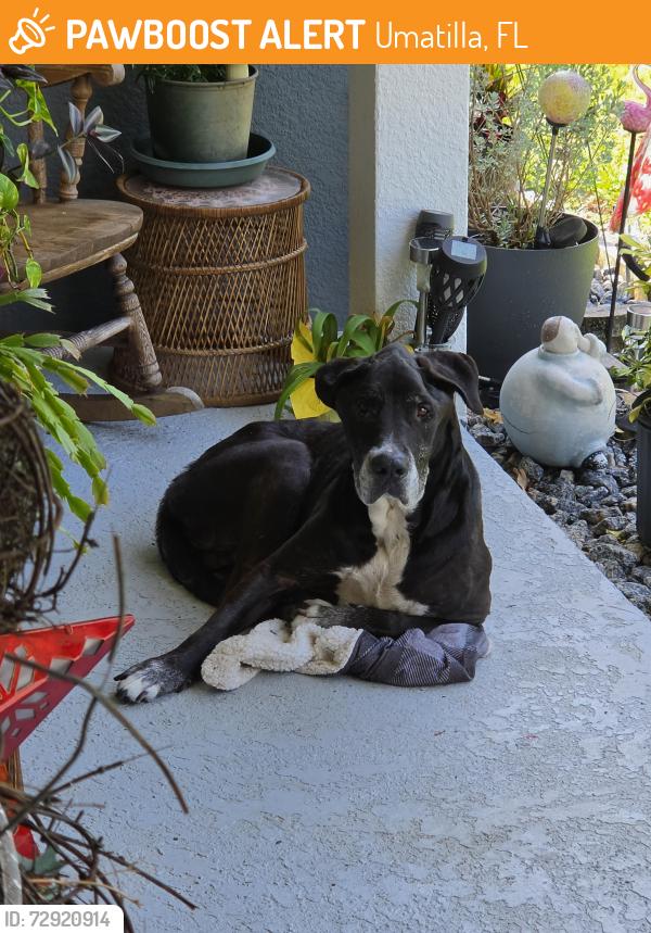 Found/Stray Unknown Dog last seen Lakeview ct and Pine Meadows Lane. Three Lakes Subdivision , Umatilla, FL 32784