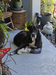 Found/Stray Unknown Dog last seen Lakeview ct and Pine Meadows Lane. Three Lakes Subdivision , Umatilla, FL 32784